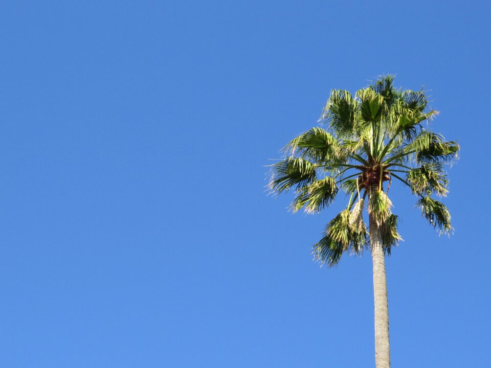 Tree island exotic