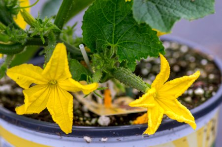 Patio Snacker Cucumber