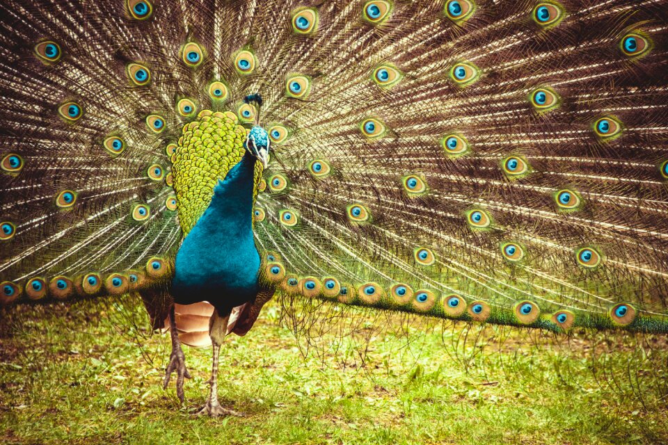Animal colorful tail
