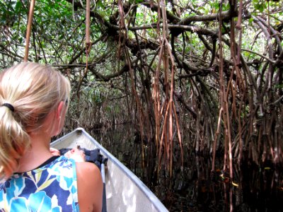 Turner River Mangrove Tunnel