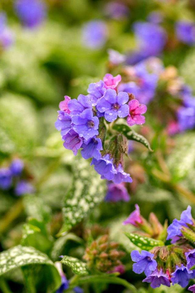 Pulmonaria Trevi Fountain