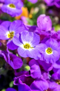 Aubrieta Axcent Violet with Eye