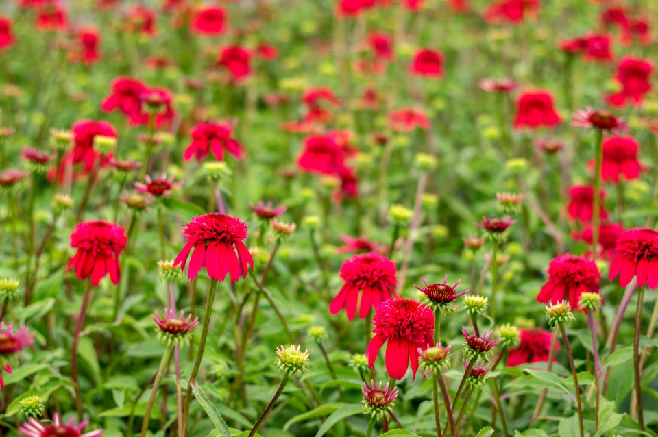 Echinacea Double Raspberry