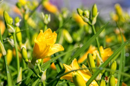 Hemerocallis Happy Returns