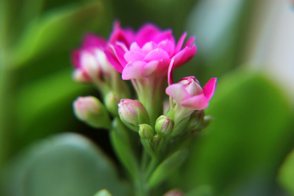 Flower micro-camera flowers gorgeous pink flowers
