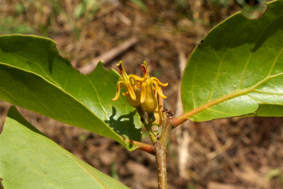 Dendrophthoe pentandra 091104-0593