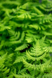 Gymnocarpium Dryopteris