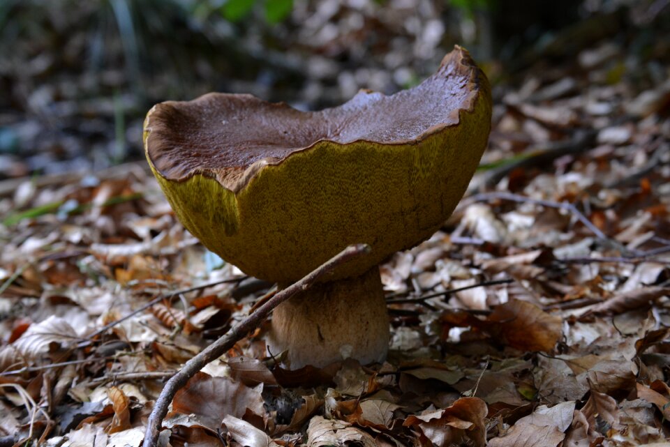 Autumn edible nature
