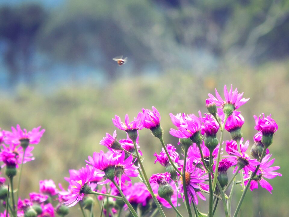 Spring bee pink flower photo