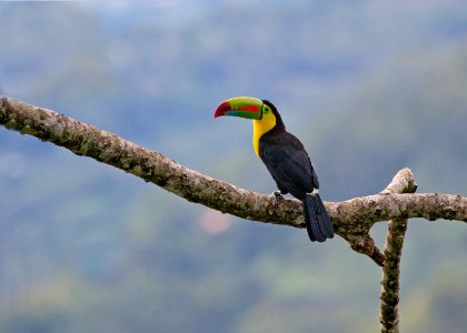 Keel-billed toucan photo