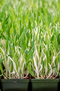 Cat Grass Variegated
