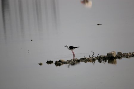 Stilt photo