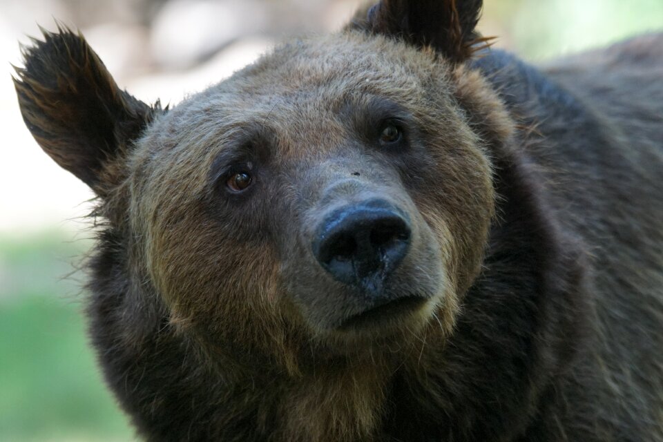 Bear dangerous maverick