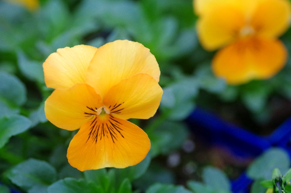 Viola Cornuta Apricot