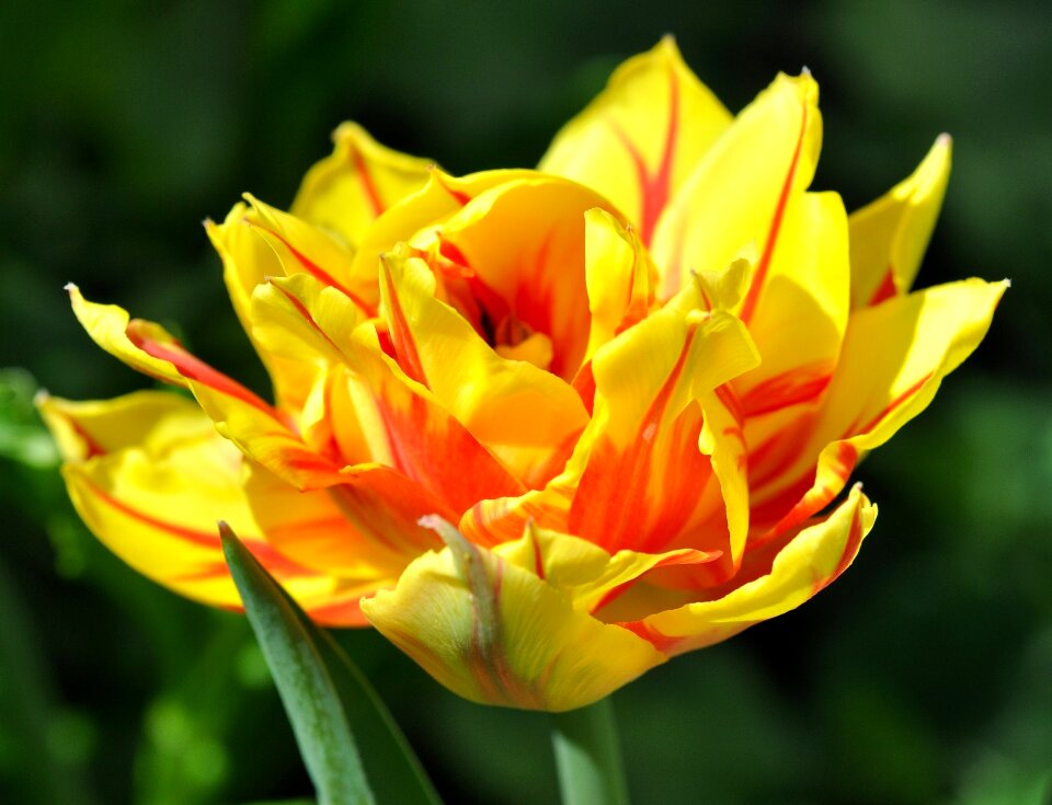 Bloom gorgeous intense color