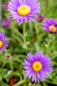 Aster alpinus Dark Beauty photo