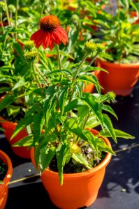 Echinacea Adobe Orange