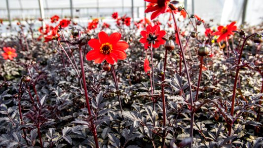 Dahlia Mystic Enchantment