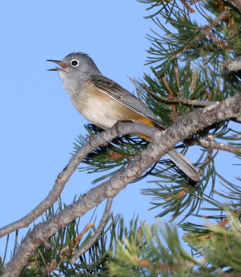 809 - COLIMA WARBLER (4-22-2017) boot springs area, chisos mts, tx -11
