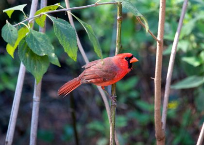 northern cardinal photo