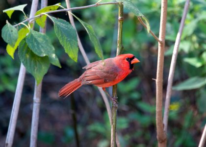 northern cardinal