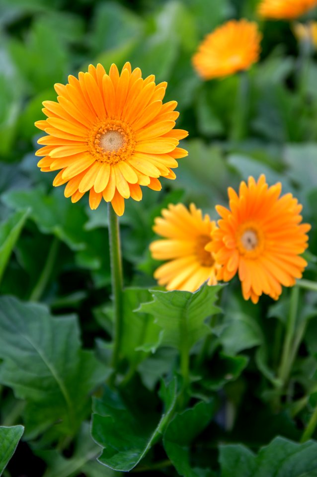 Gerbera Sweet Honey
