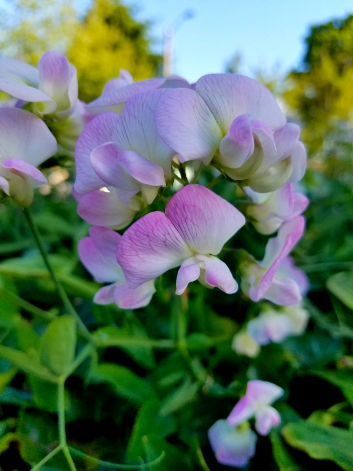 wild orchids along street