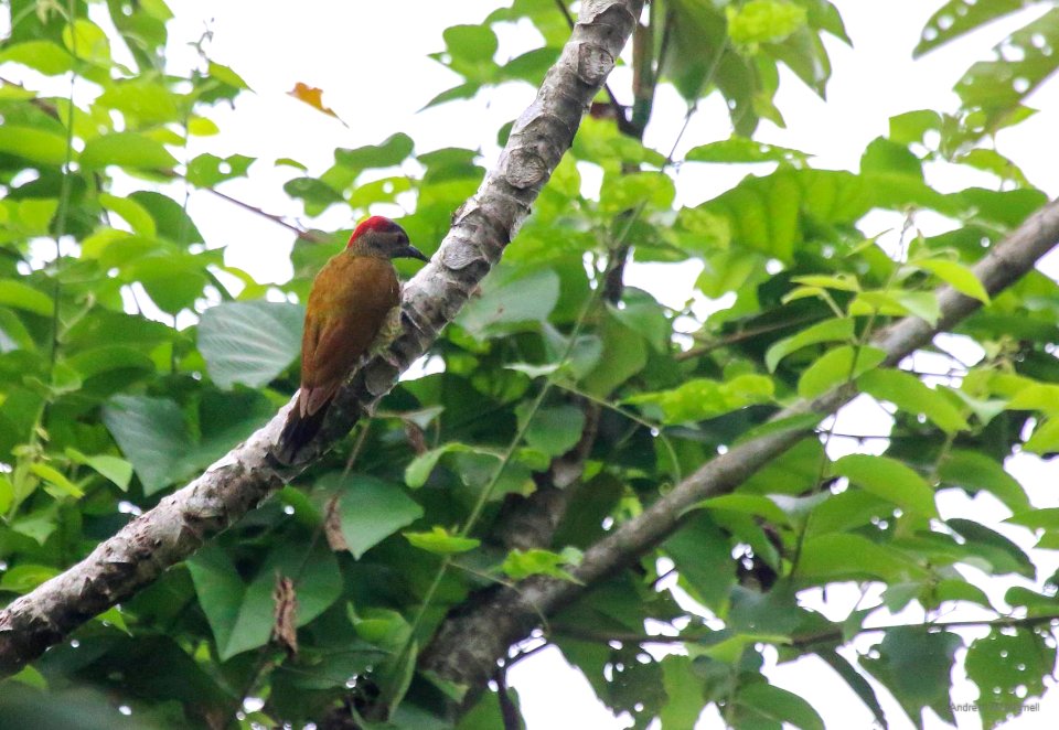 Golden-olive Woodpecker