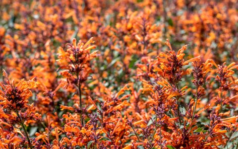 Agastache Kudos Mandarin