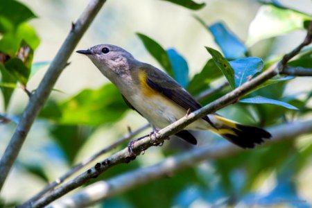 american redstart