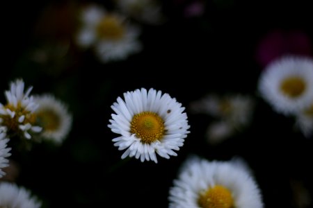 Flowers photo