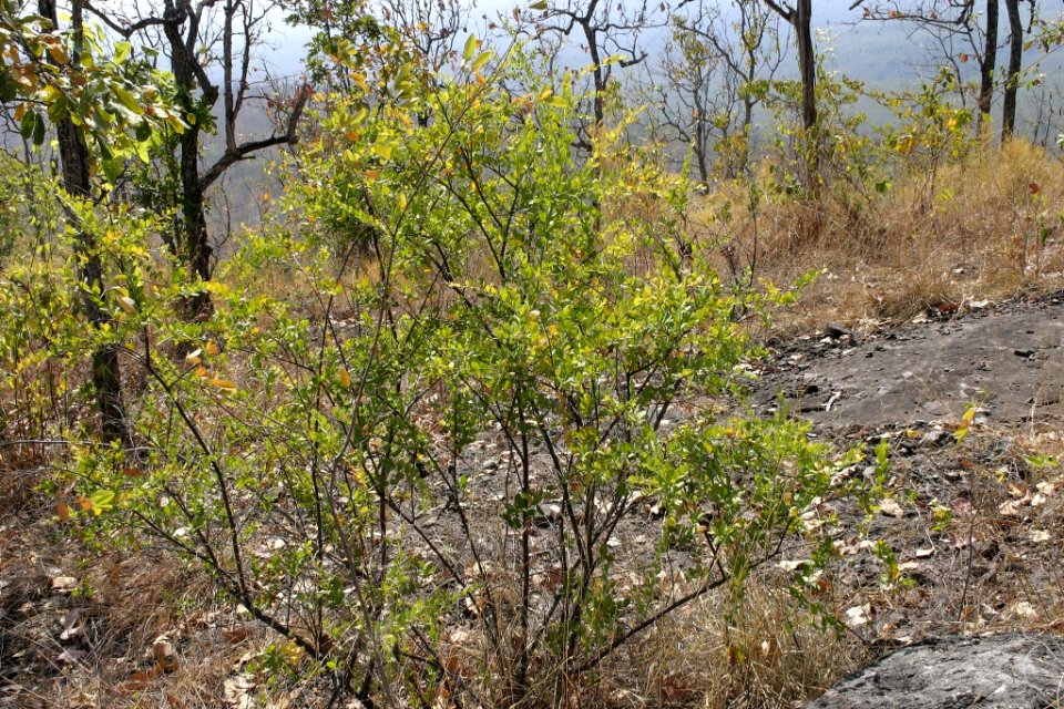 Osyris lanceolata 060111-4524