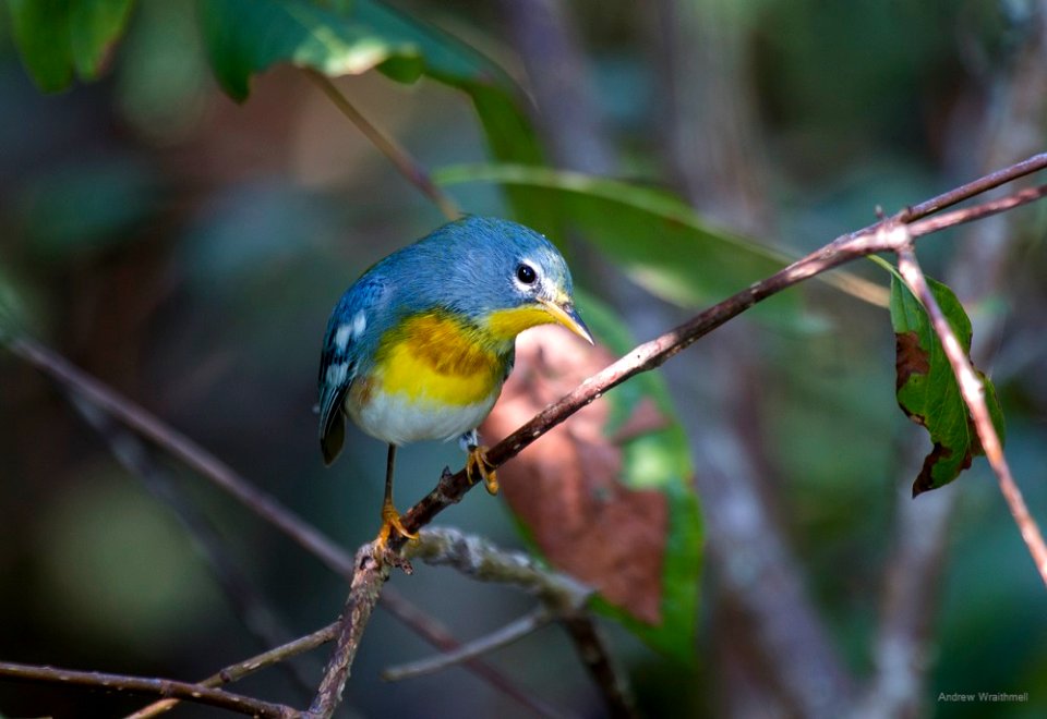 northern parula