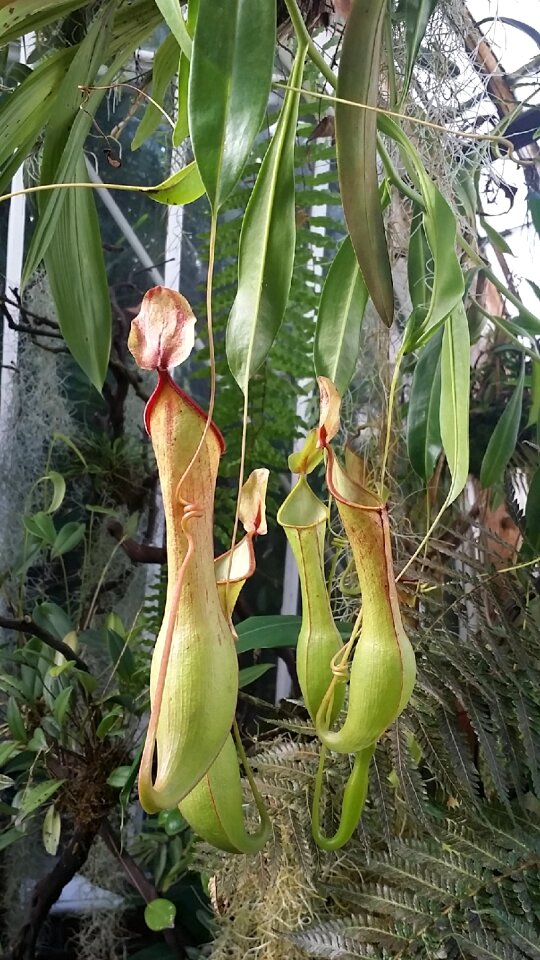 Fly carnivorous tropical