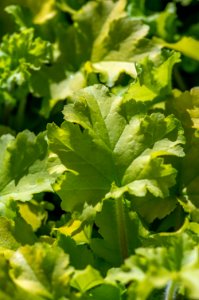 Heuchera Lime Marmalade