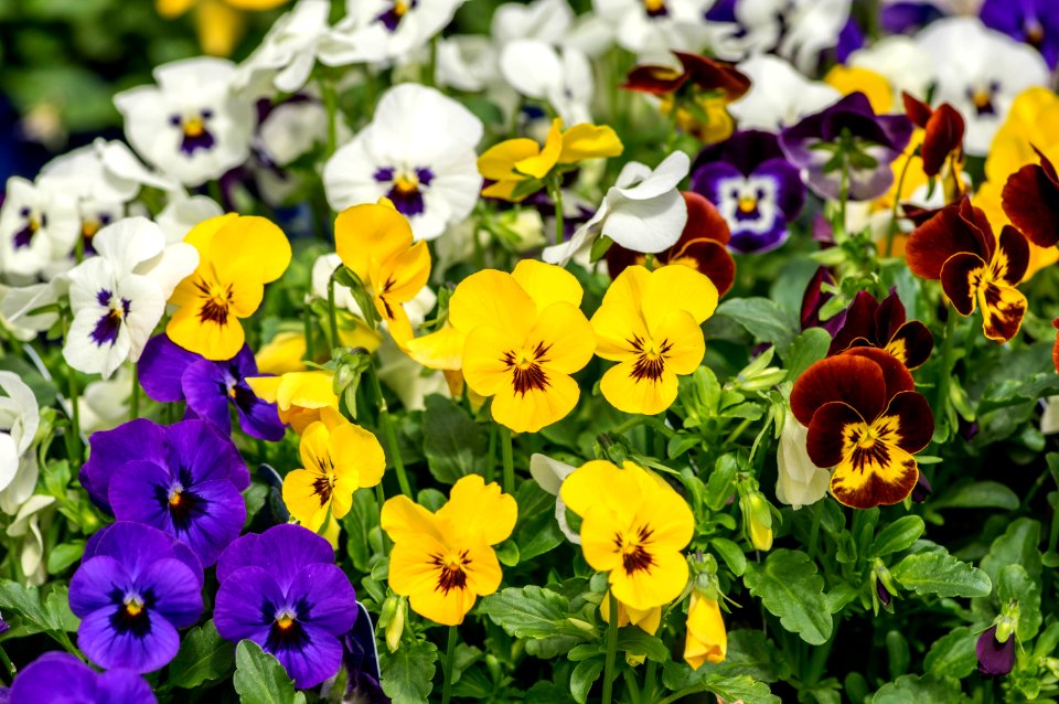 Viola Babyface Mixture