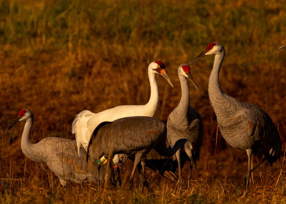 Whooping crane with Sandhills