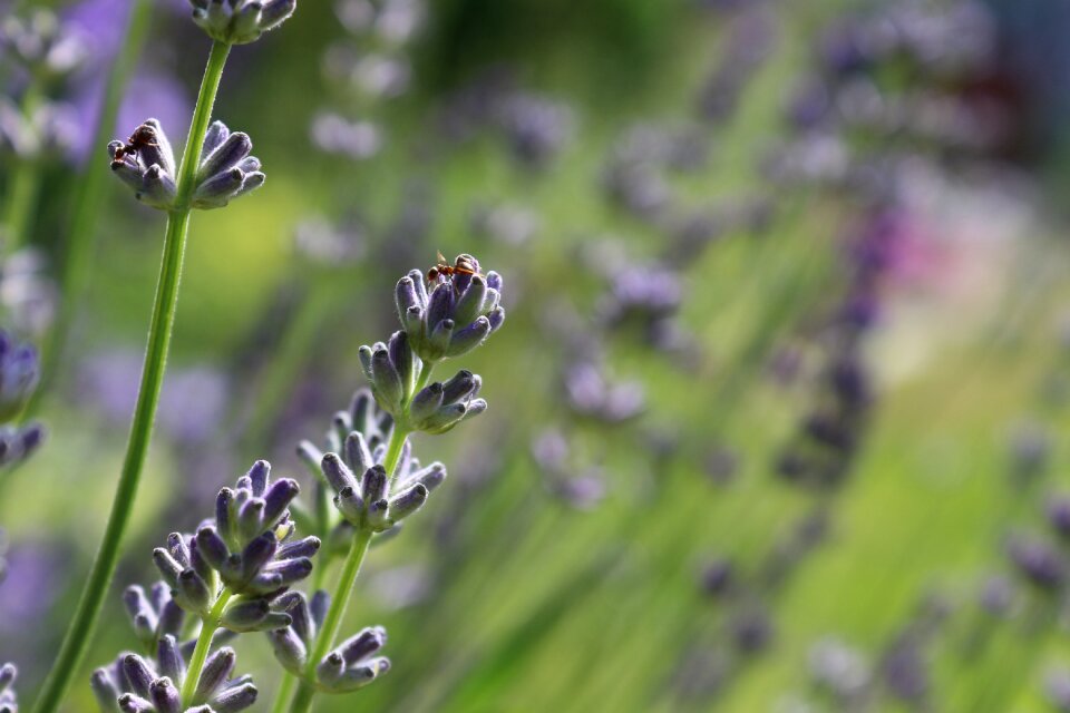 Insect true lavender scented plant