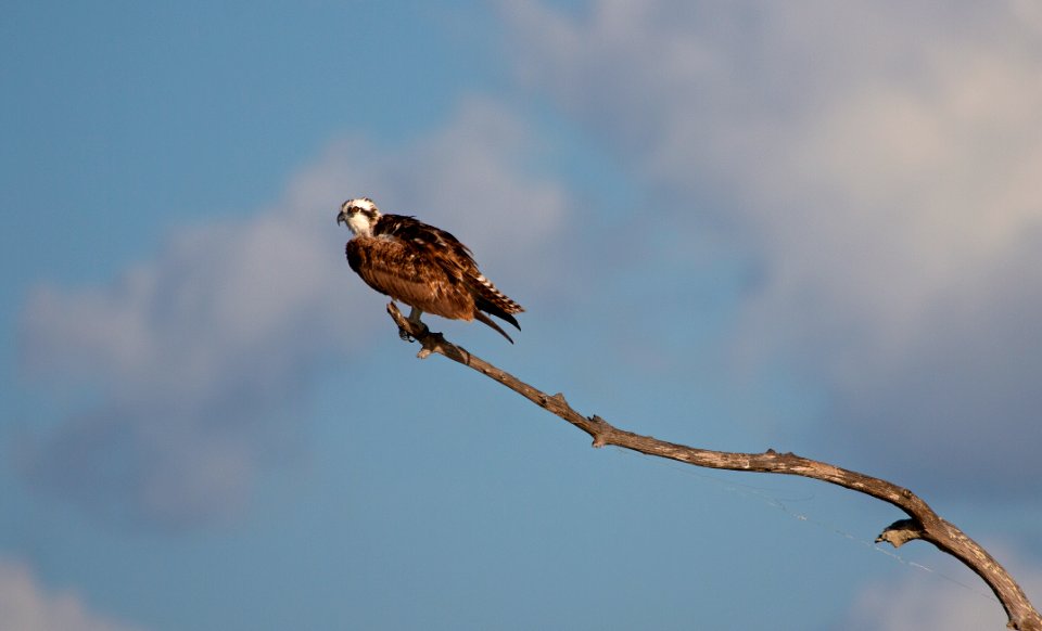 Osprey
