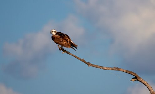 Osprey