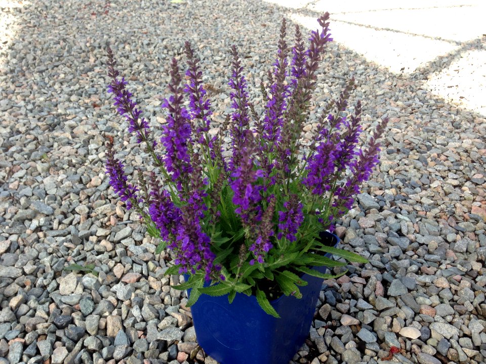 15cm Salvia nem. Marcus