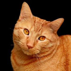 Cute cute cat domestic