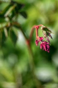 Astilbe Ostrich Plume
