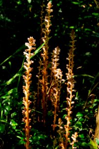 Orobanche minor 080926-2854