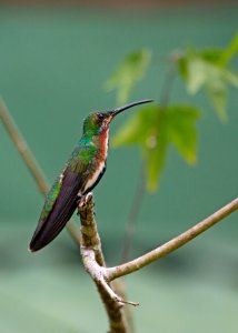 Green-breasted mango photo