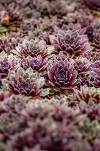 Sempervivum Bedivere