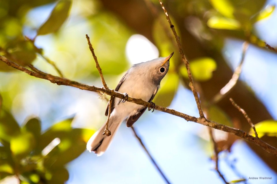 blue-gray gnatcatcher