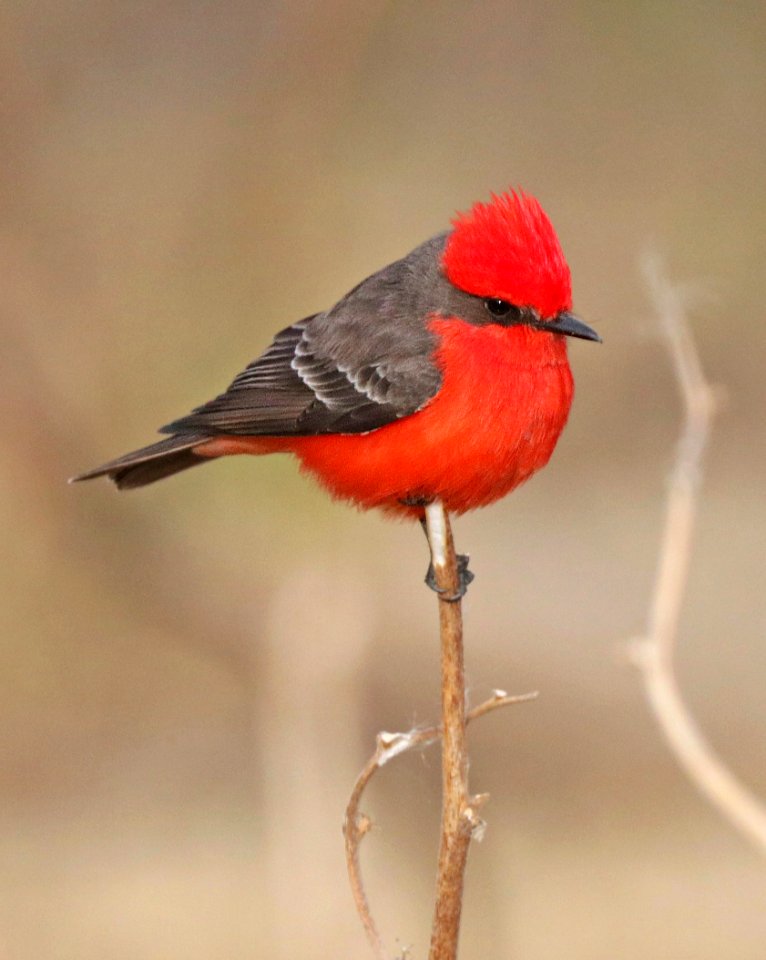 589 - VERMILION FLYCATCHER (12-31-2015) patagonia lake, santa cruz co, az -06