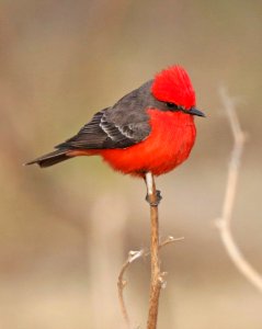 589 - VERMILION FLYCATCHER (12-31-2015) patagonia lake, santa cruz co, az -06