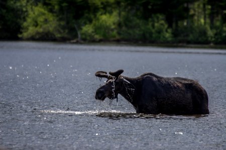 Moose
